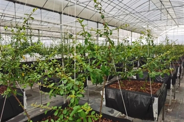 �����׿�������͸���������